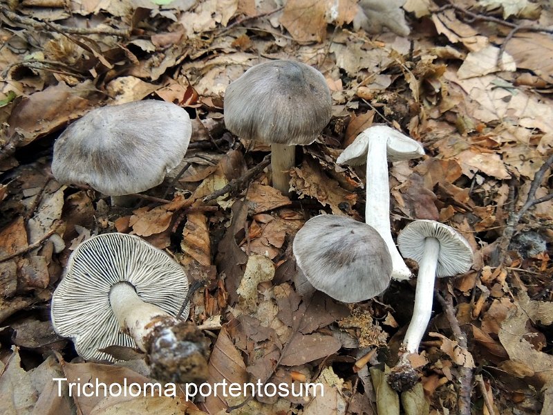 Tricholoma portentosum-amf1889-1.jpg - Tricholoma portentosum ; Syn: Gyrophila portentosa ; Non français: Tricholome prétentieux
